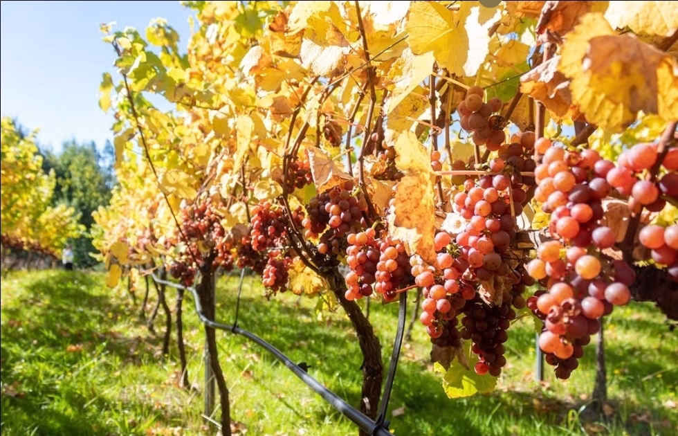 🍾 Chardonnay: frescura para brindar - Imagen 3